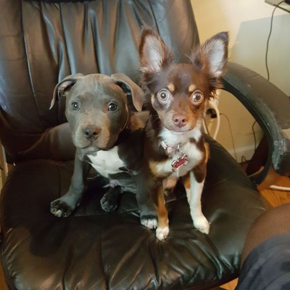 Meet your Posher, Mrsgreen - Picture 1 of 1